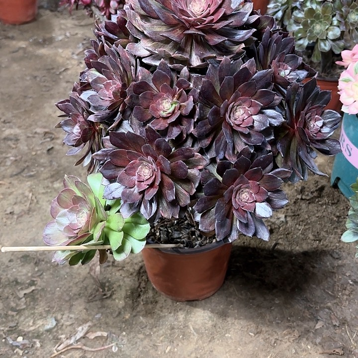 多肉植物法师万灰39