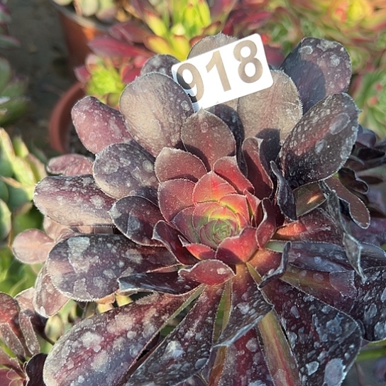 j*乖多肉植物一个