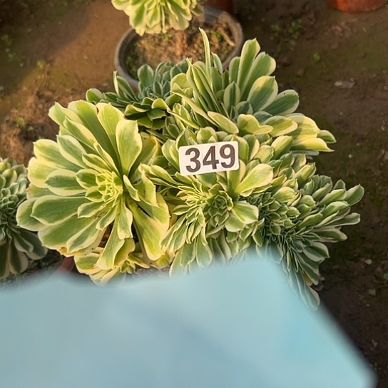 *****多肉植物一个迈巴赫349