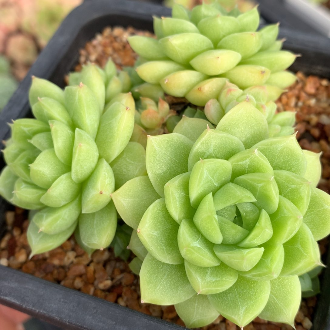 0827-703 麦杆优选