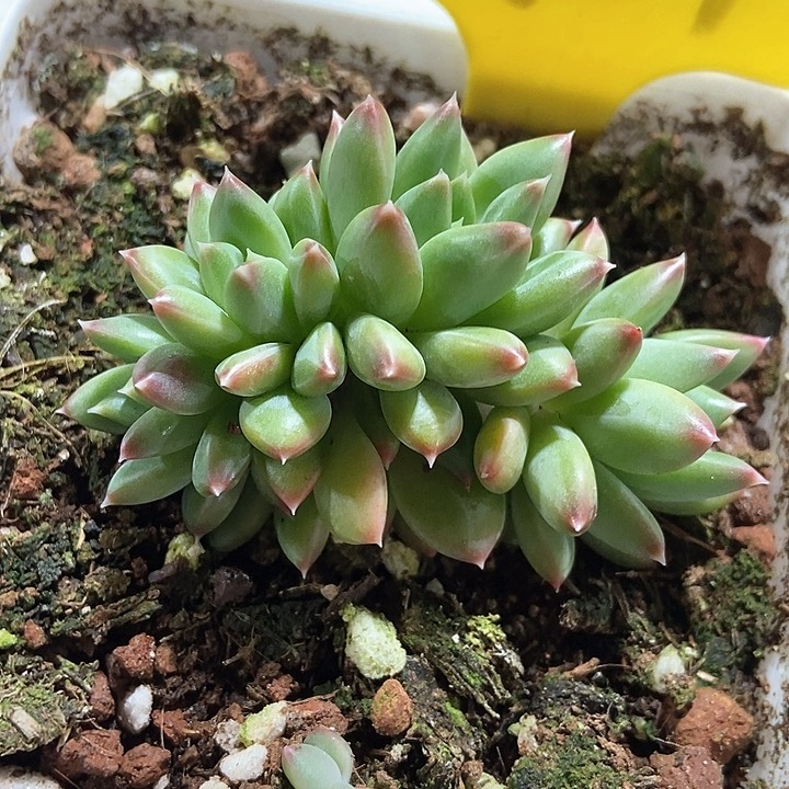 多肉植物6107多肉