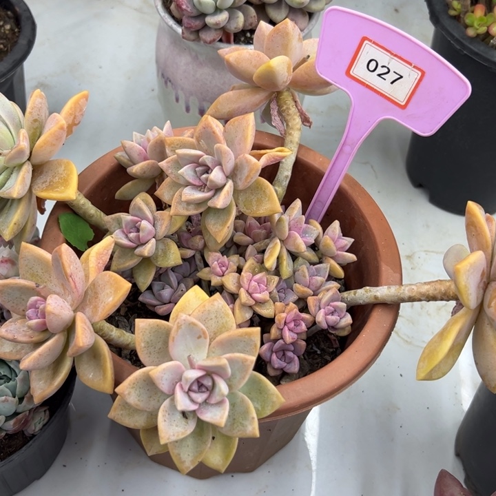 夏*紫雾多肉植物027