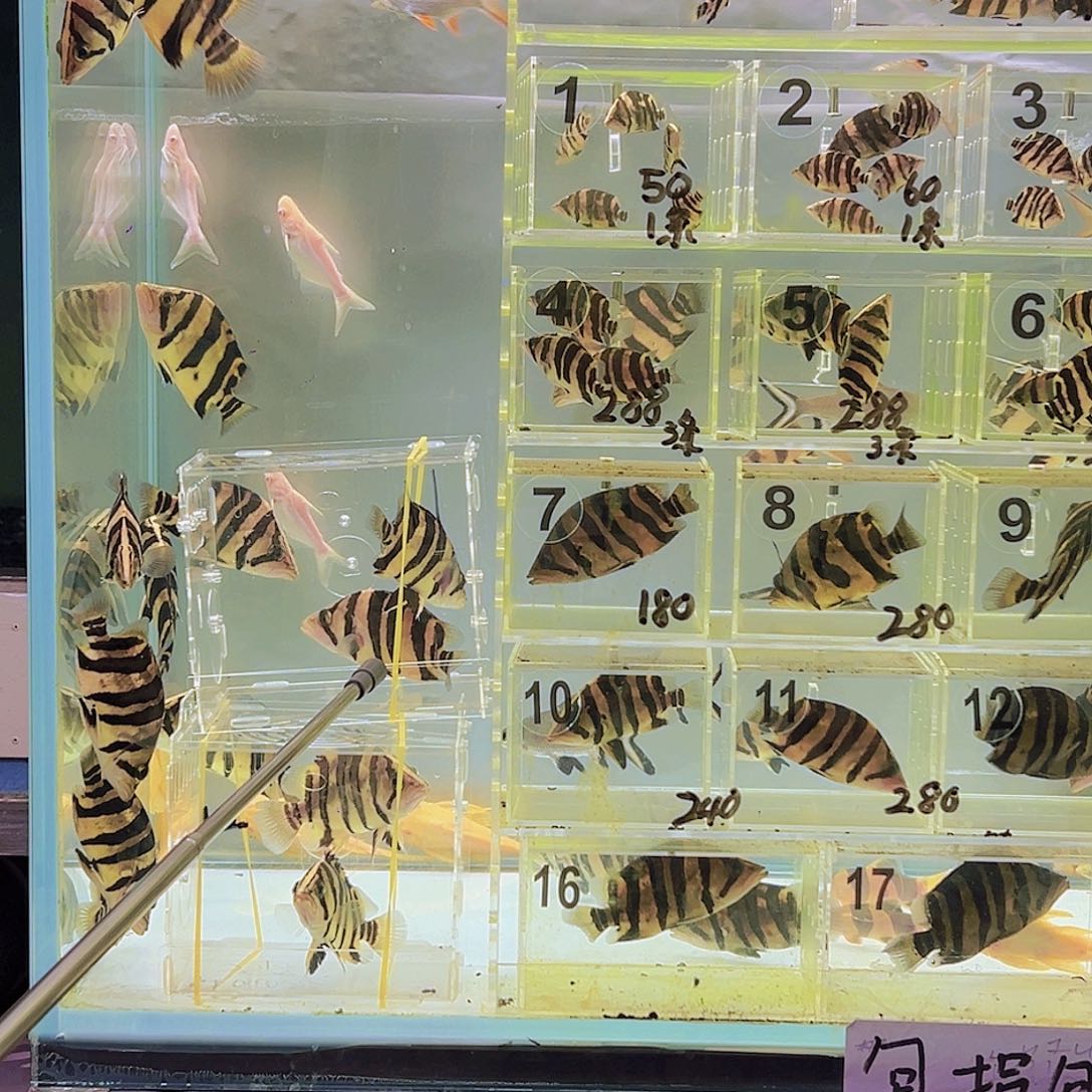 虎鱼2条12厘米虎鱼