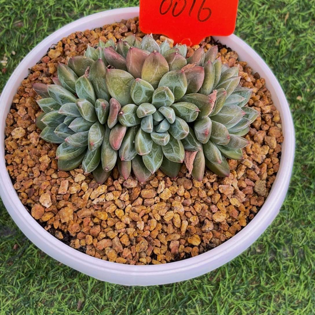 0016下午多肉植物群生