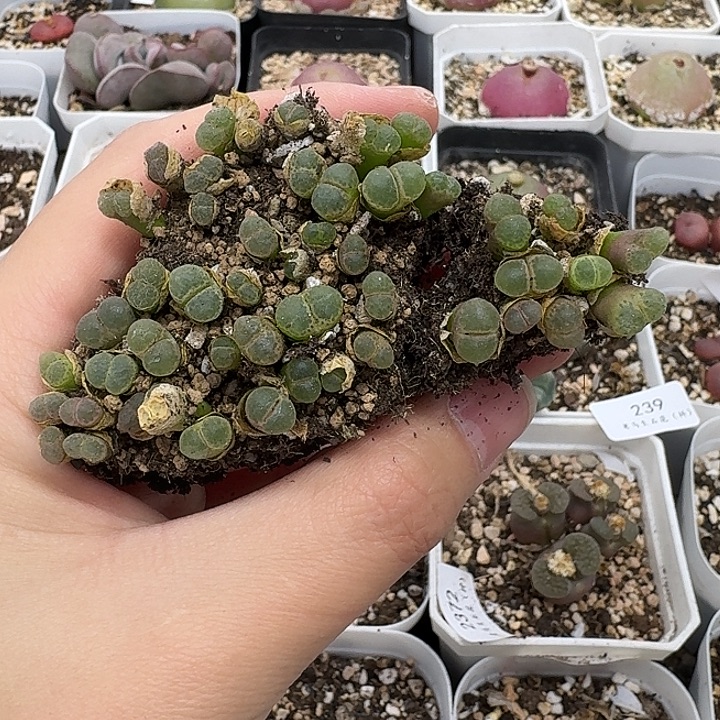 老马生石花粉樱风铃236