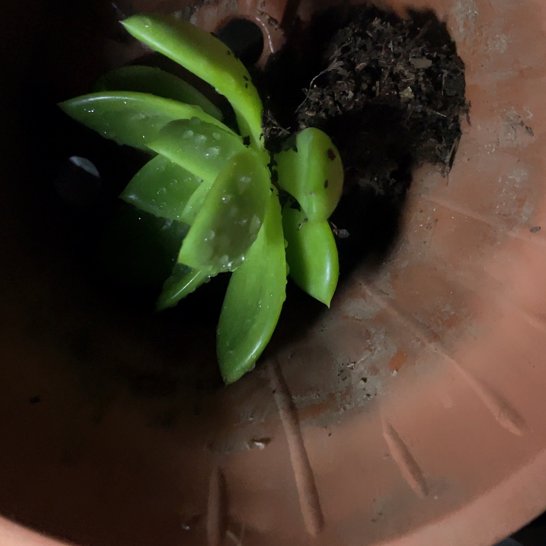 狡***窟福利款肉肉不售后