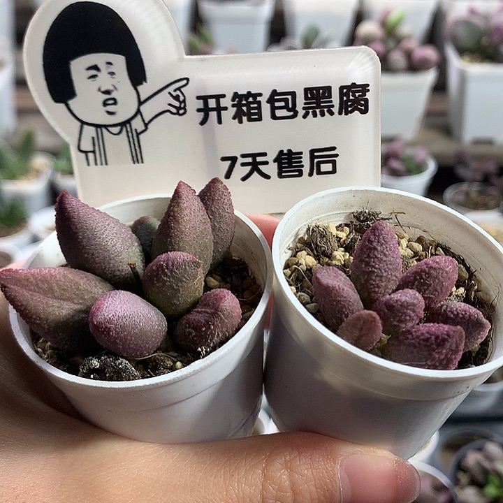 新手组合6 —专拍专拍专拍