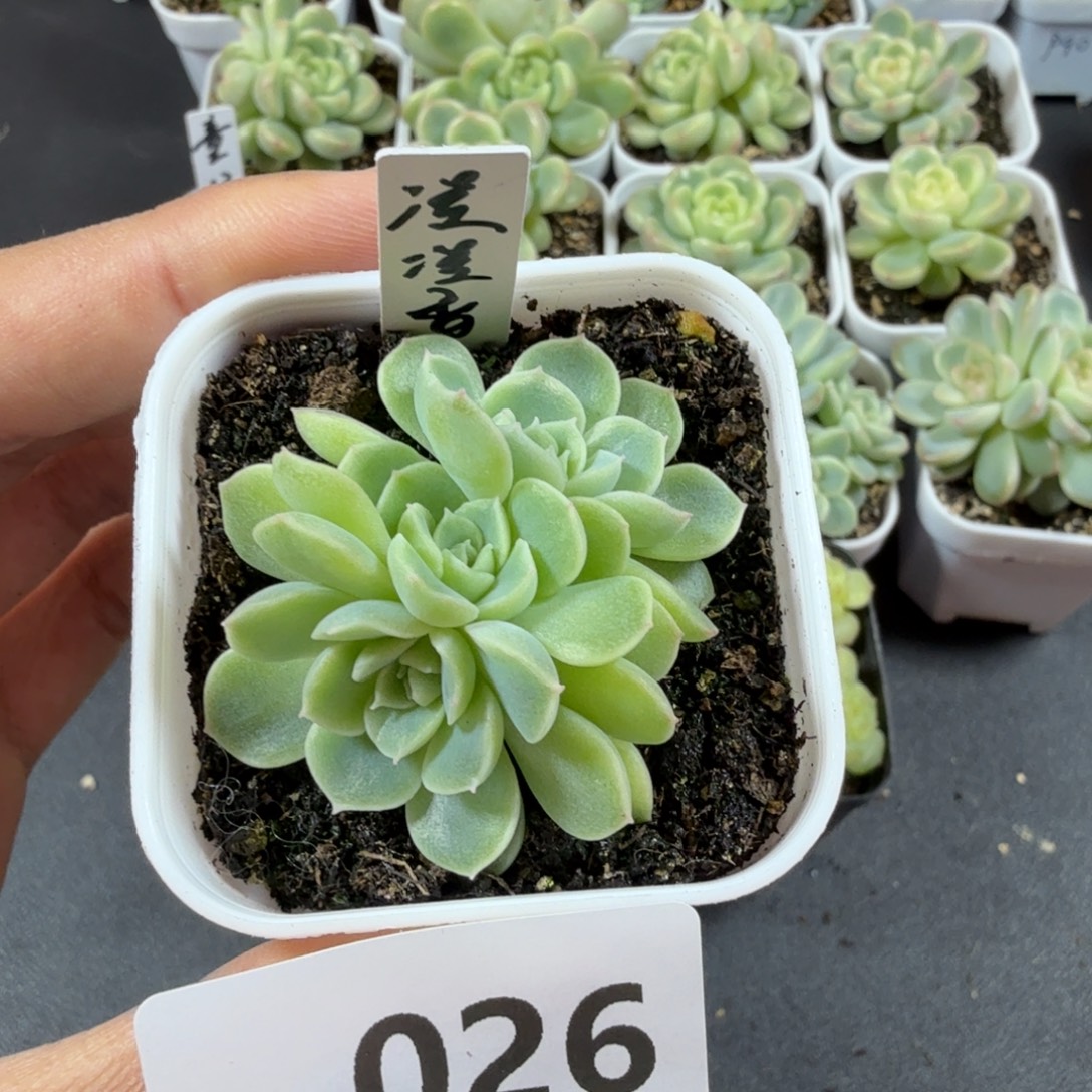 三头凌凌香一物一拍026