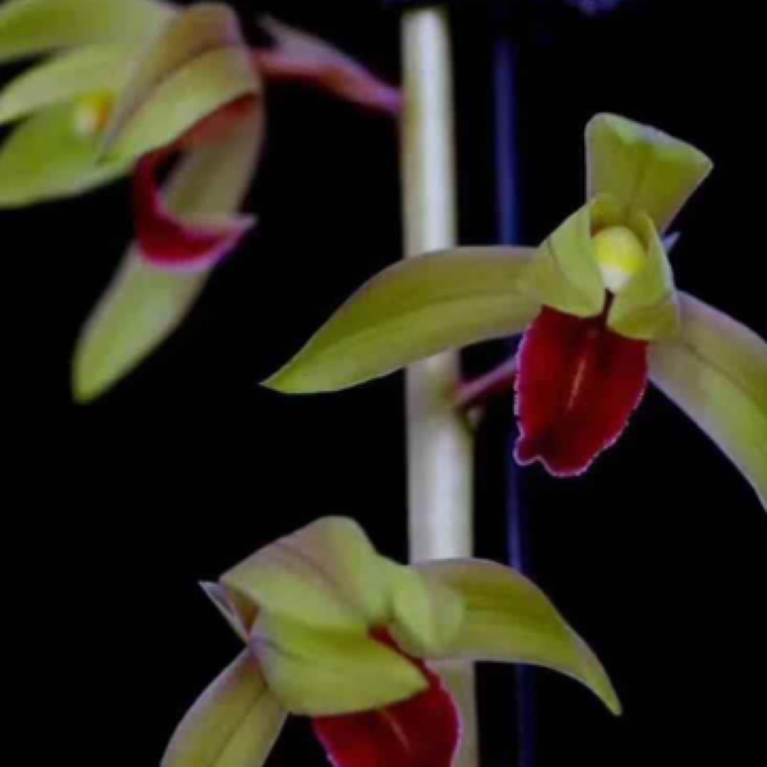 长虹 惠兰国兰名品 老种2苗 浓香好养易活 对版 人工种植