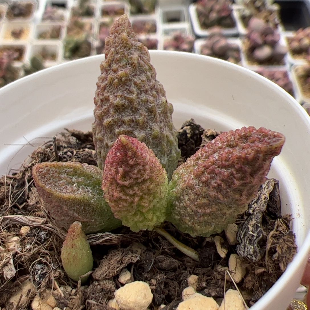 实生新品整颗多肉植物