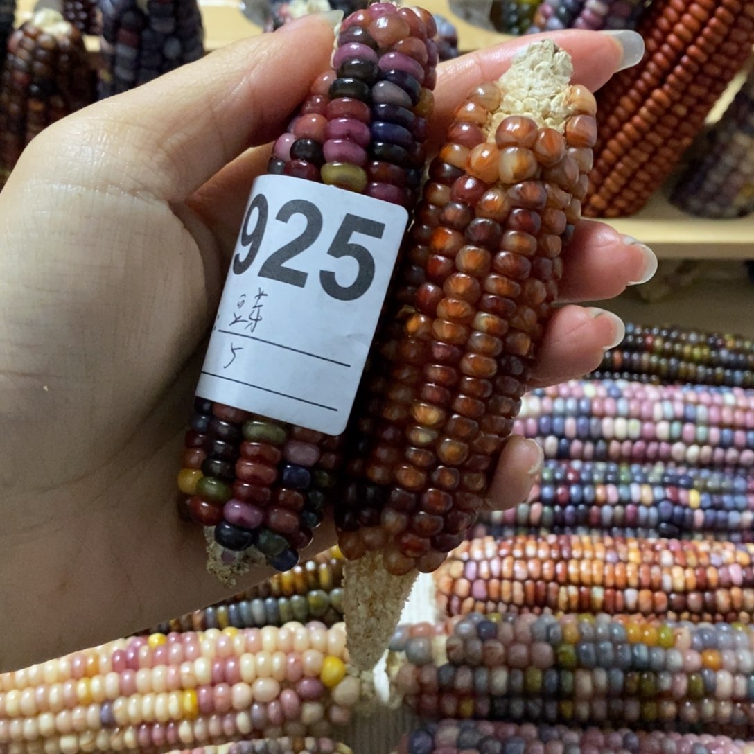 藤类文玩玉米毛料