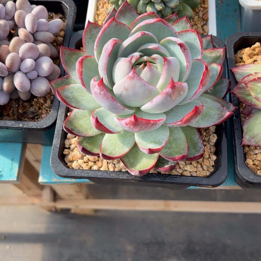 鲍***儿Ujjjjjiujjkkjjkklkkkkkjjkkjkkkll