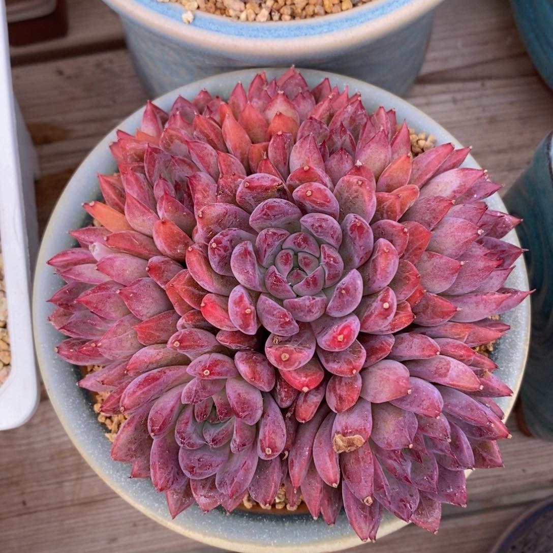 一物一拍精品多肉-21