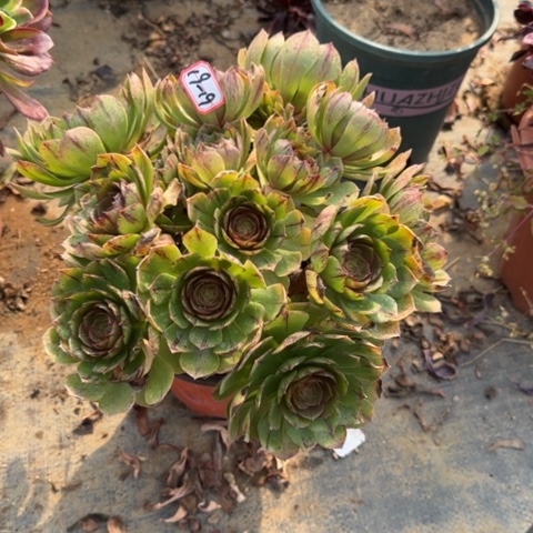 19-19拉丝朵朵处理不包售后多肉植物