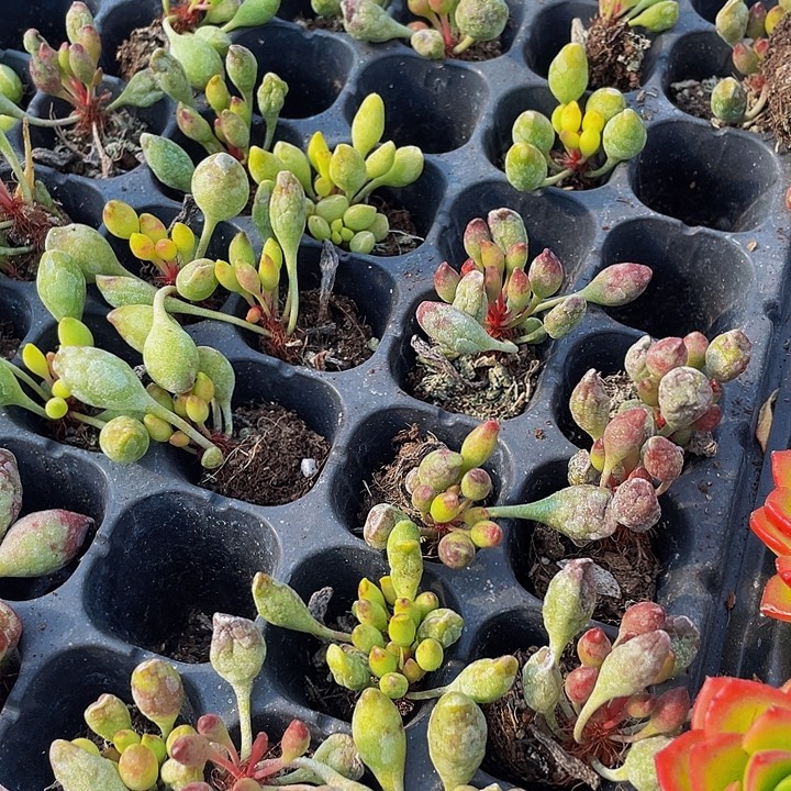 小鼓槌1元带土发货