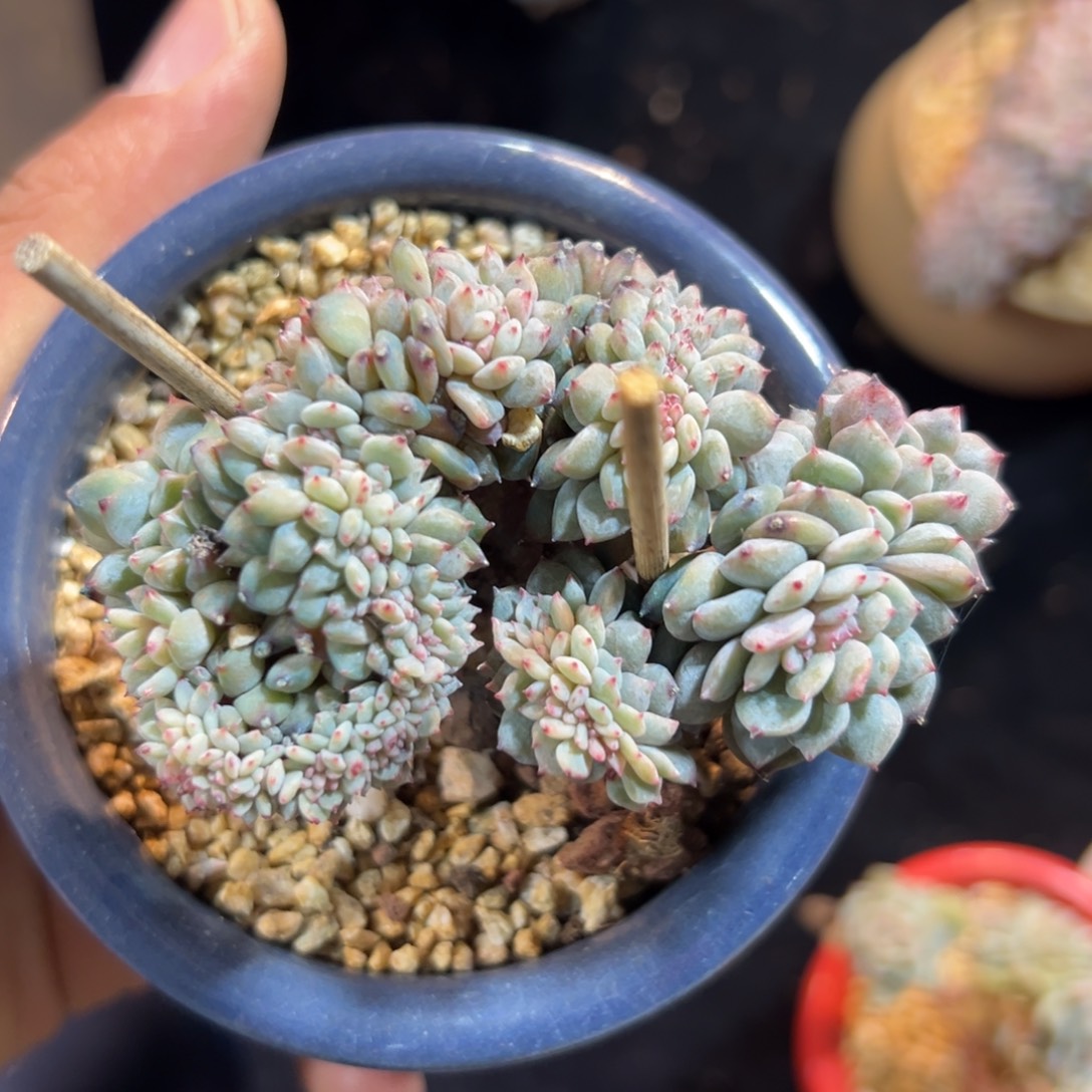 新年快乐 新年快乐