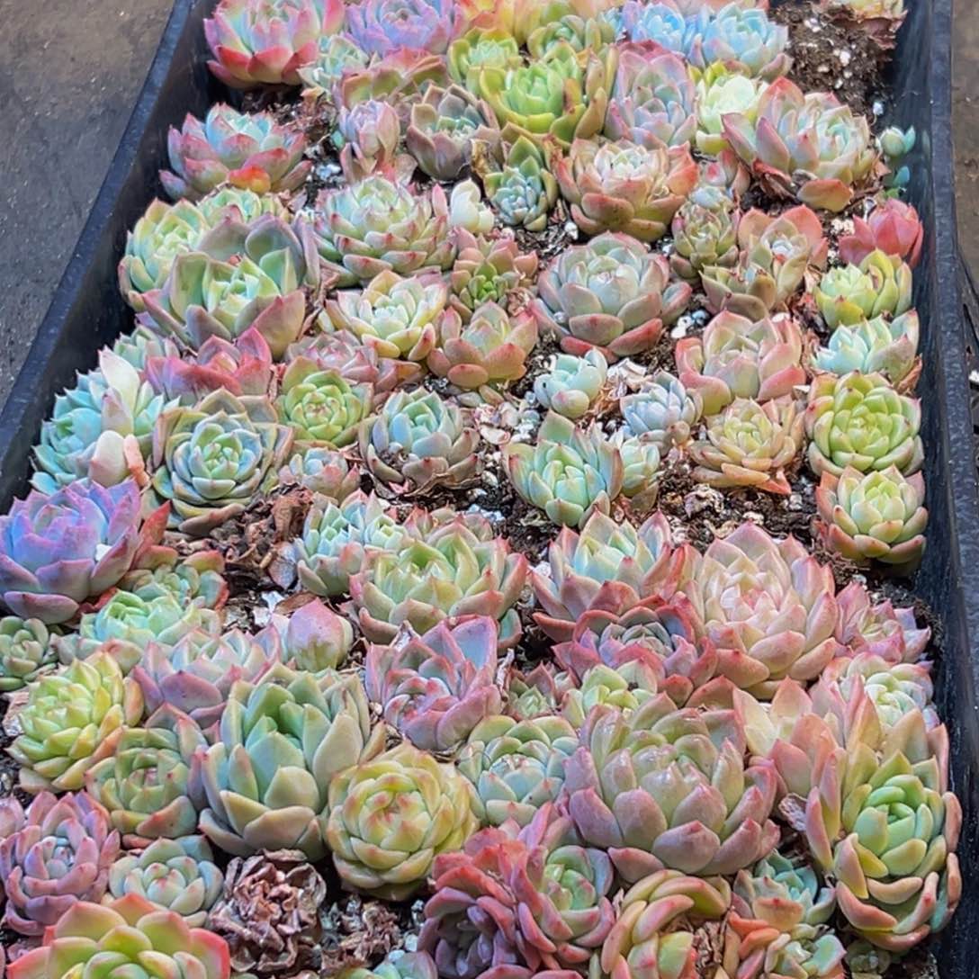 648多肉葡萄的味道是真的