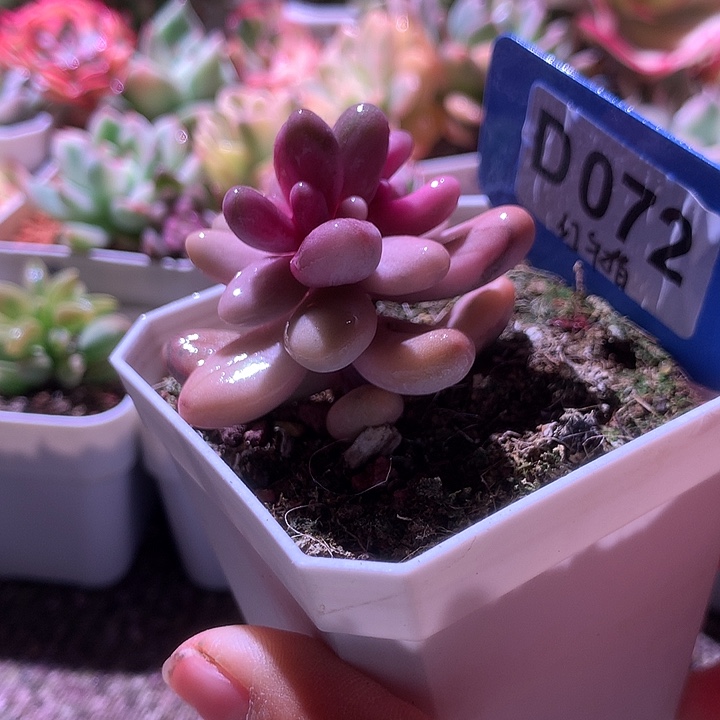 红手指覆轮锦有根