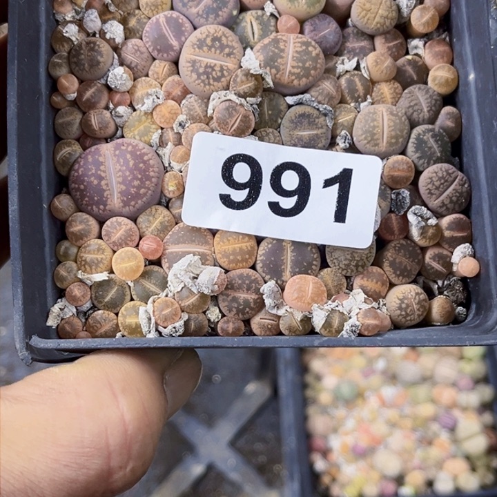 991 生石花一物一图如图