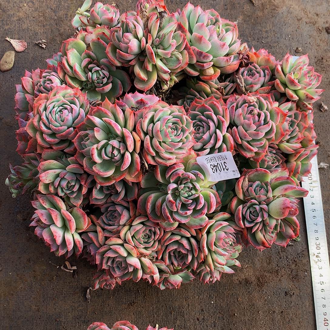 大***ξ    侧影多肉31048