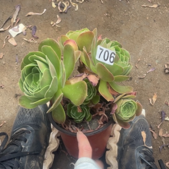 706微瑕韶羞玫瑰