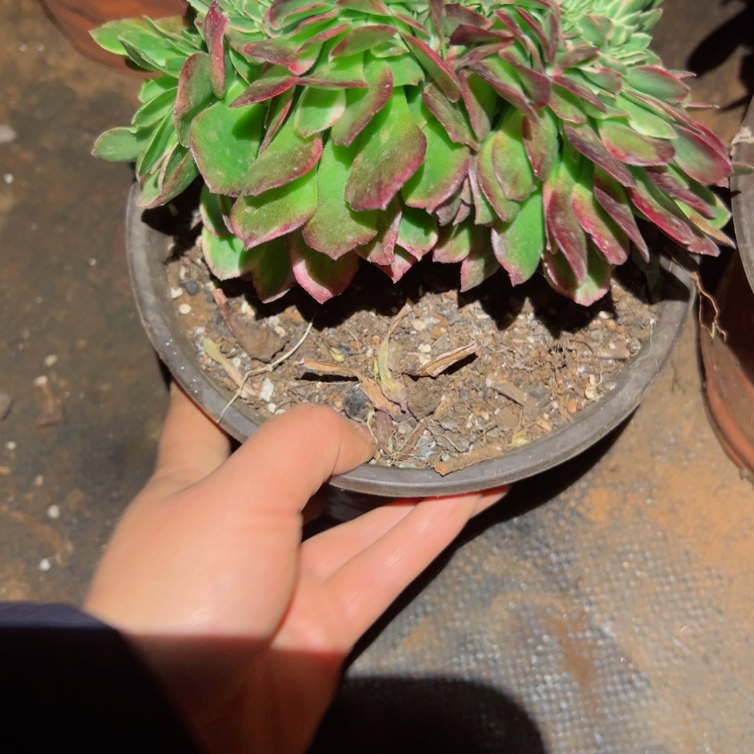 919 号多肉法师植物新年福利