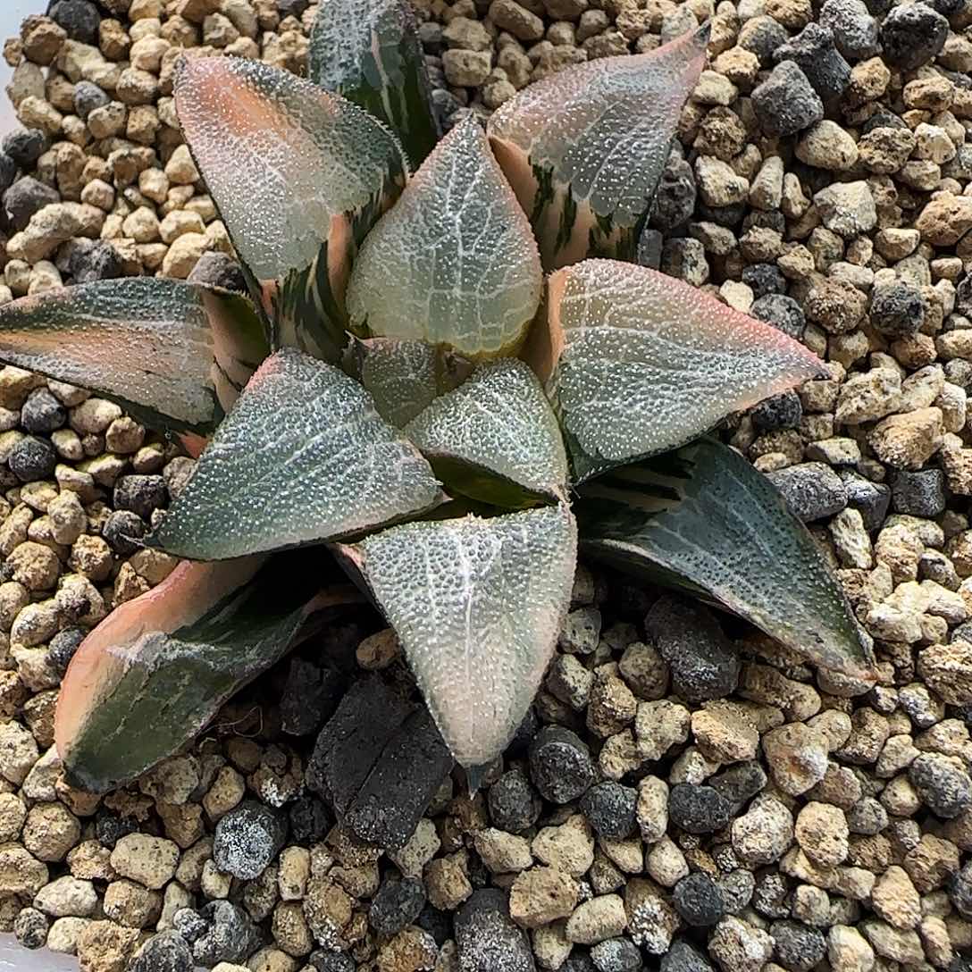 680号实生克锦6左右一物一拍带盆土