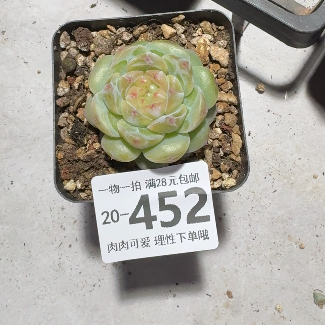 玉钻无盆土发货无