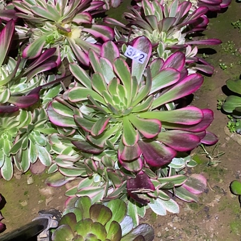 多肉植物法师382美杜莎