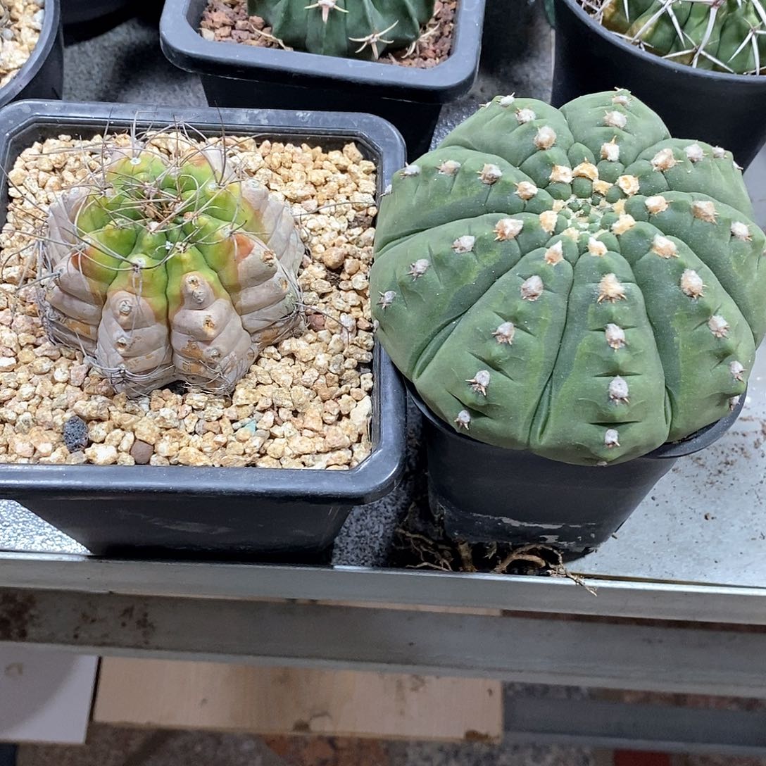 都*懂春秋之壶，强刺海胆