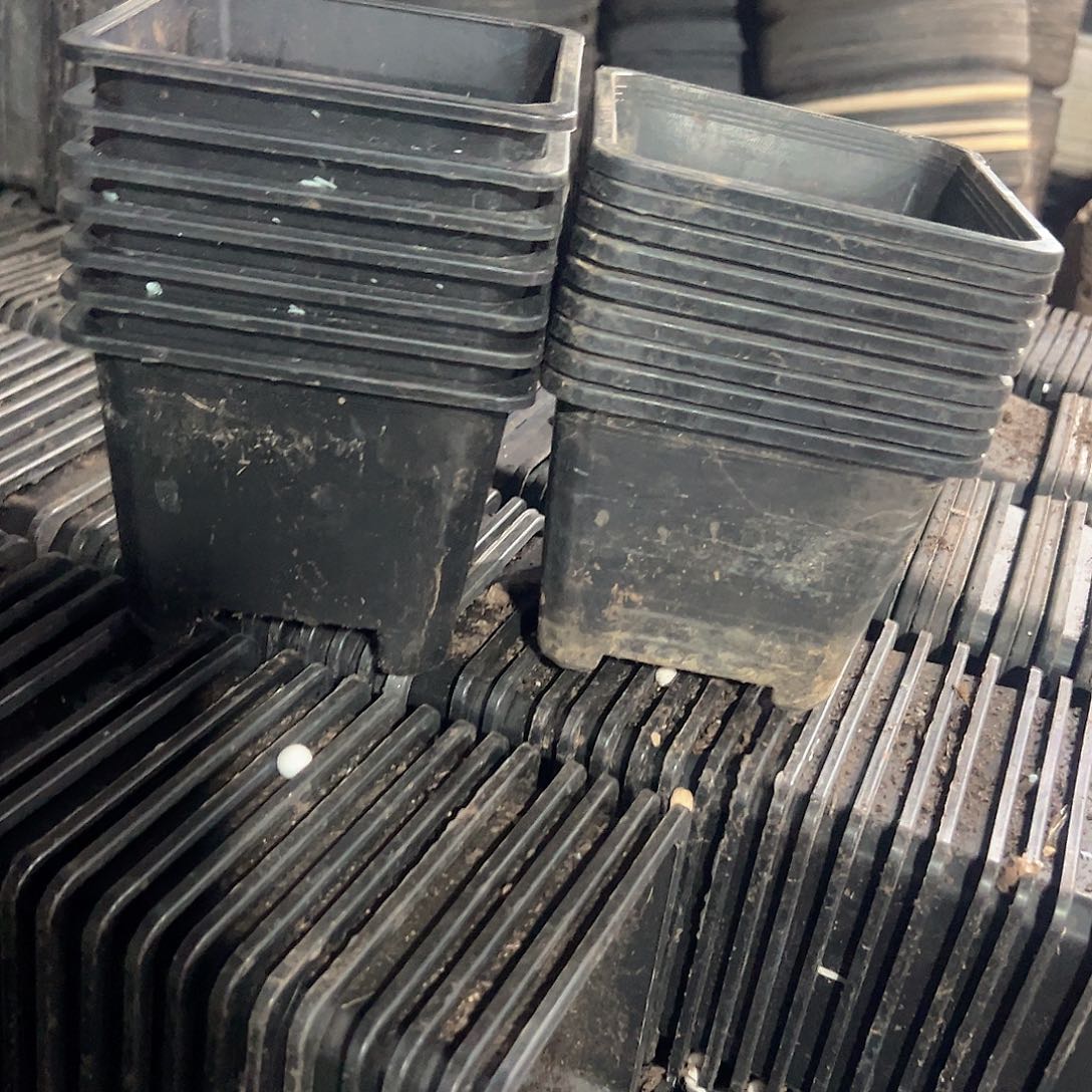 黑方120盆11.5口径8.5高 45个