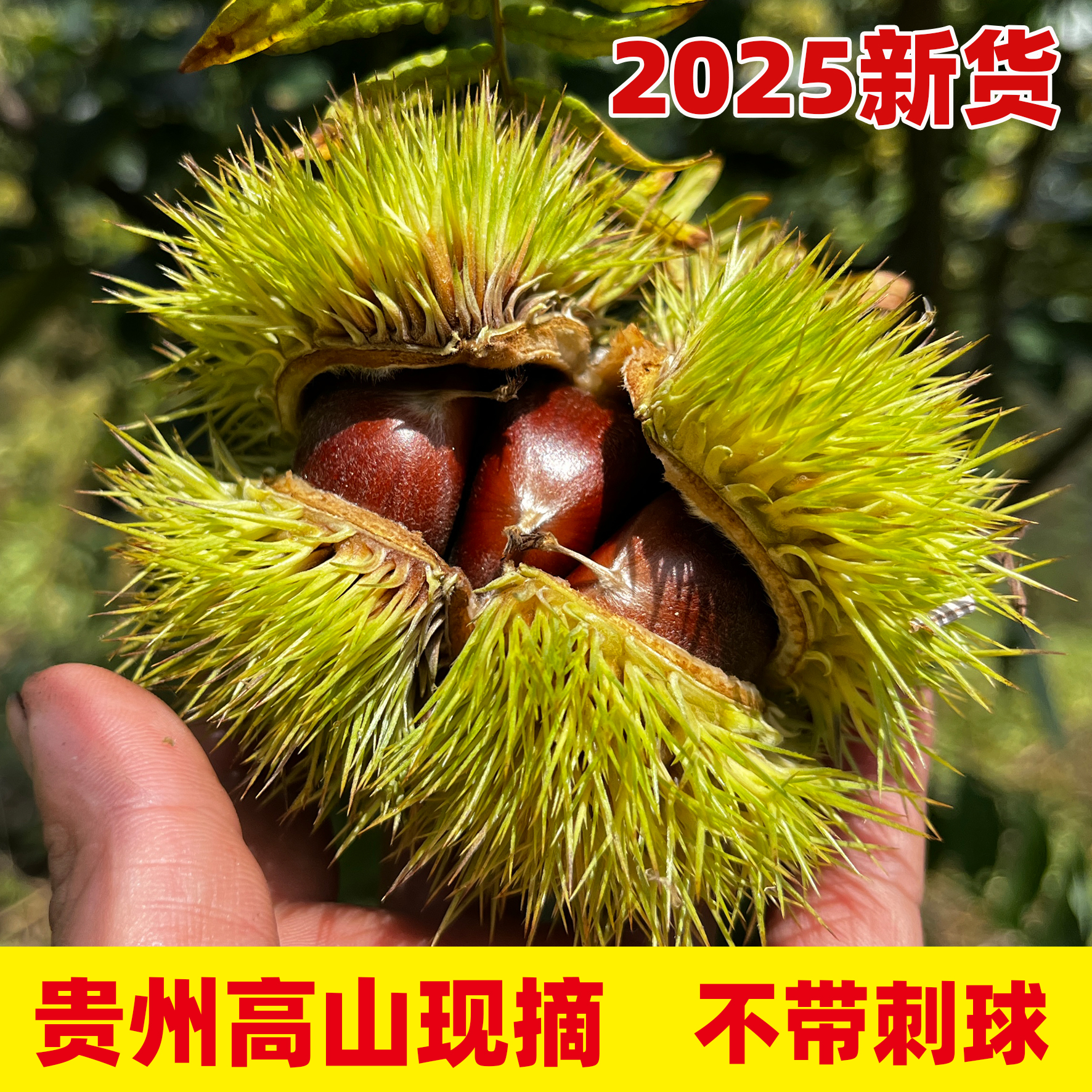 贵州高山新鲜红壳板栗现摘现发粉面可口可蒸烤煎煮