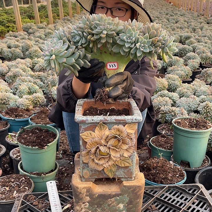 333淡雪缀淡雪缀 一物一拍多肉