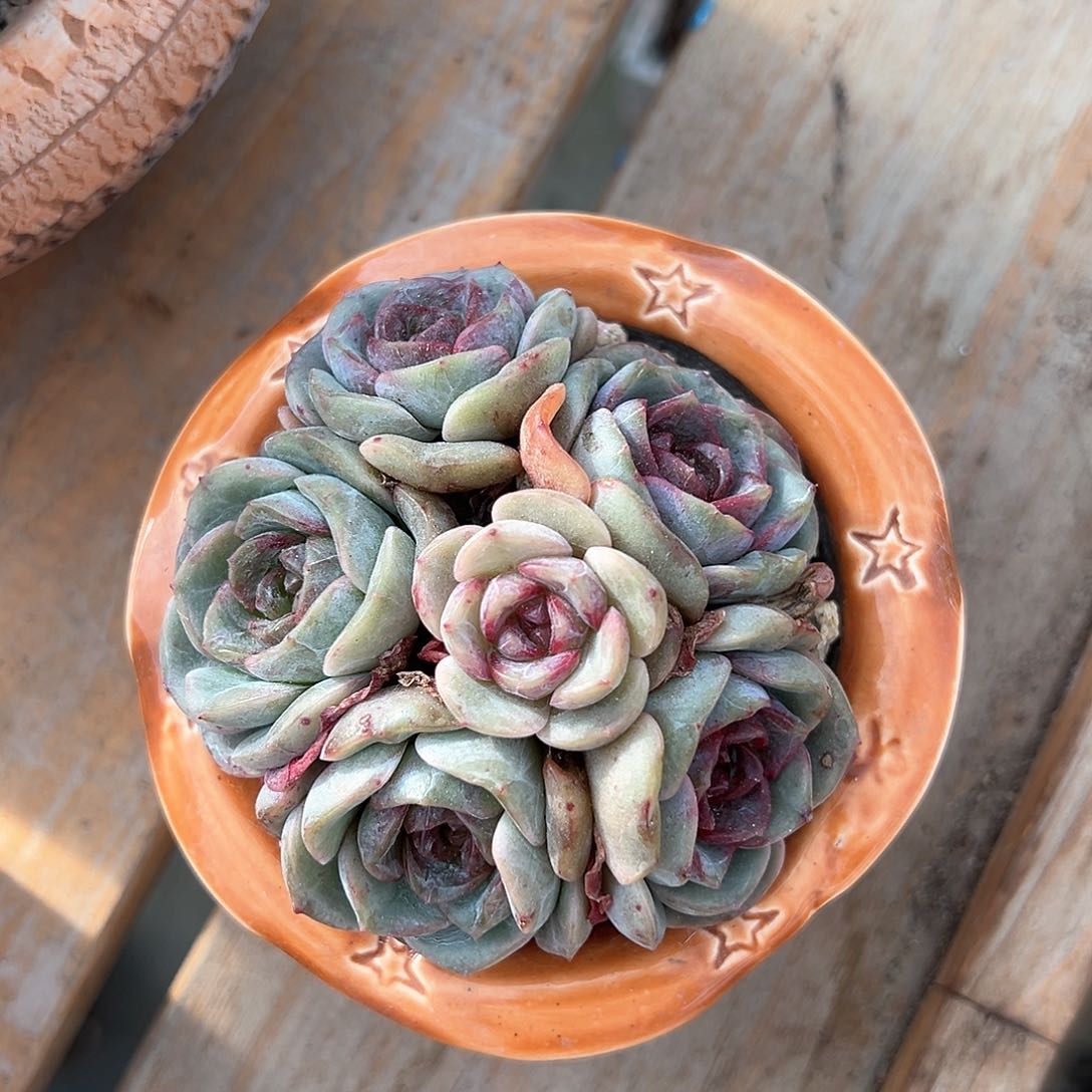 融晶群生无砍6头