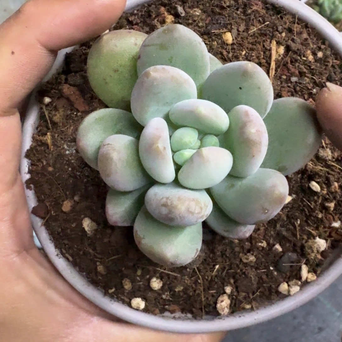 奶龙 单头 一物一拍