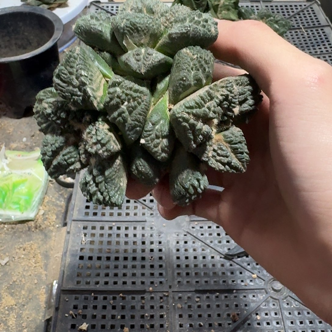 100号仙人球小萝卜根