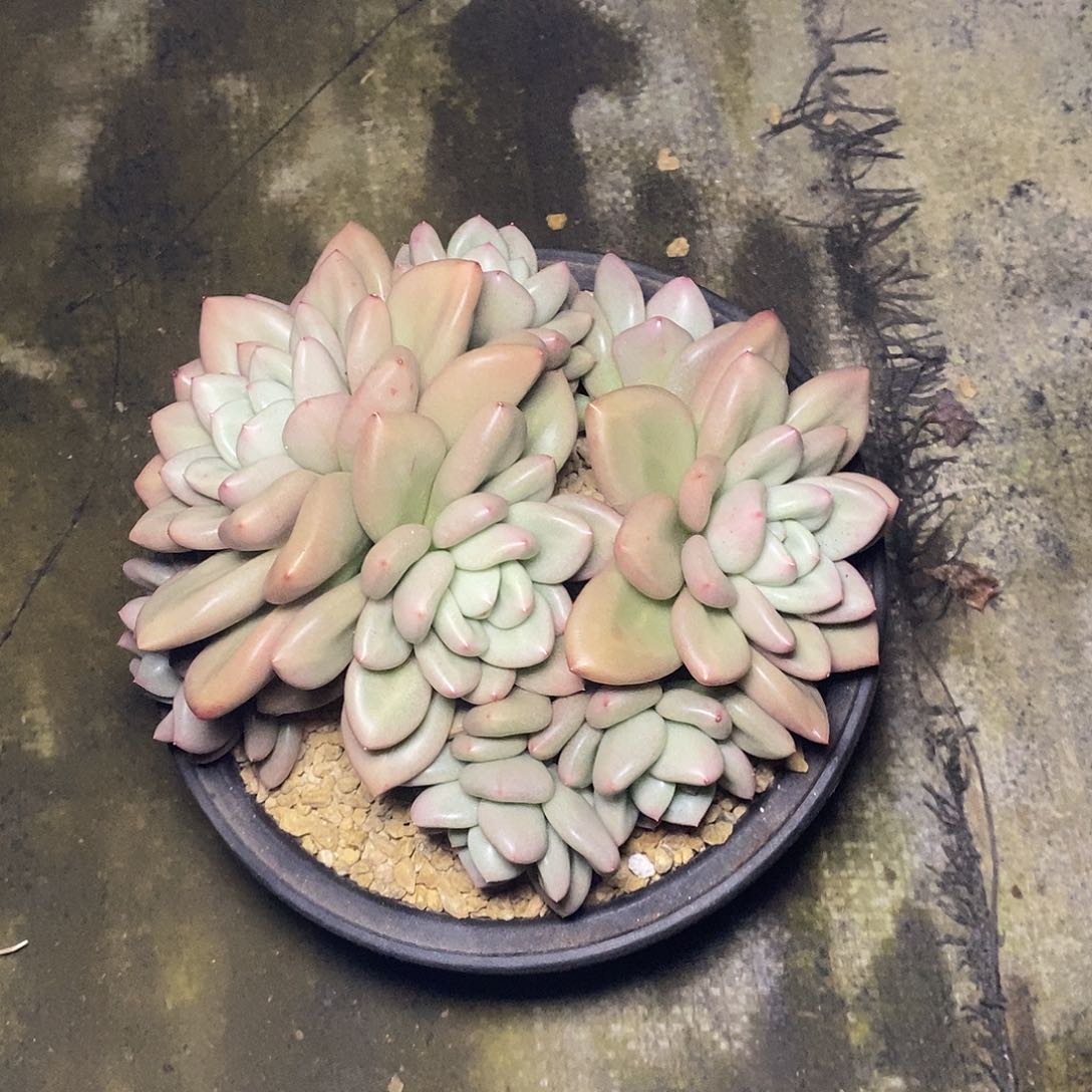 A**牛一物一拍，多肉植物