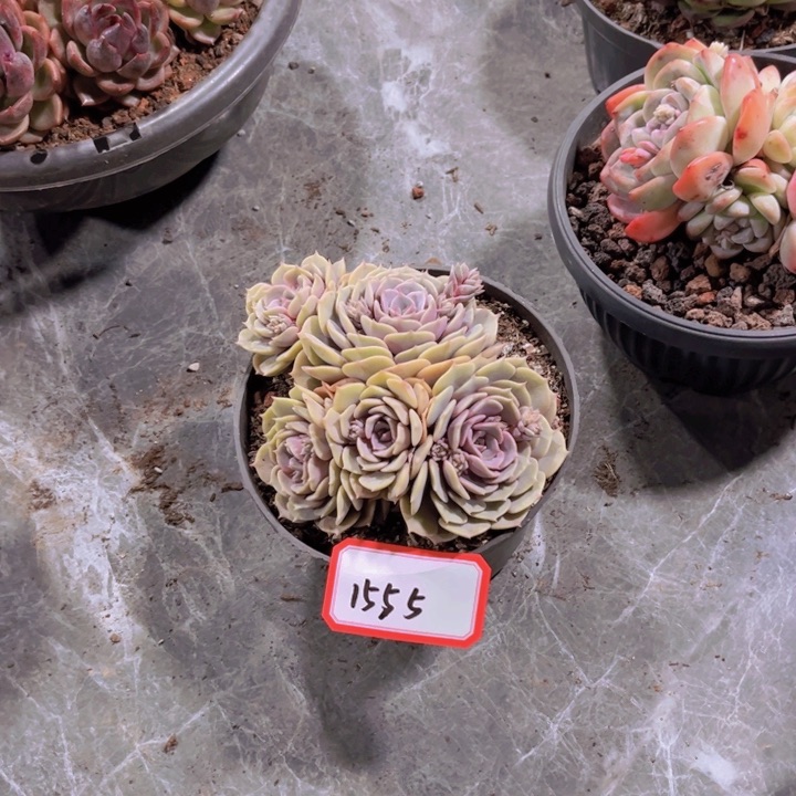 胡*花1555粉碟多肉植物