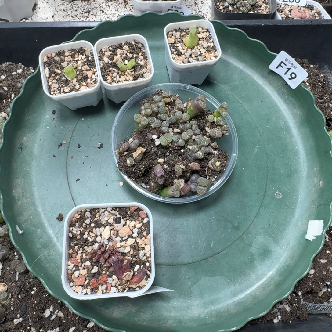 洛*F19。雪花磁铁。奶瓶