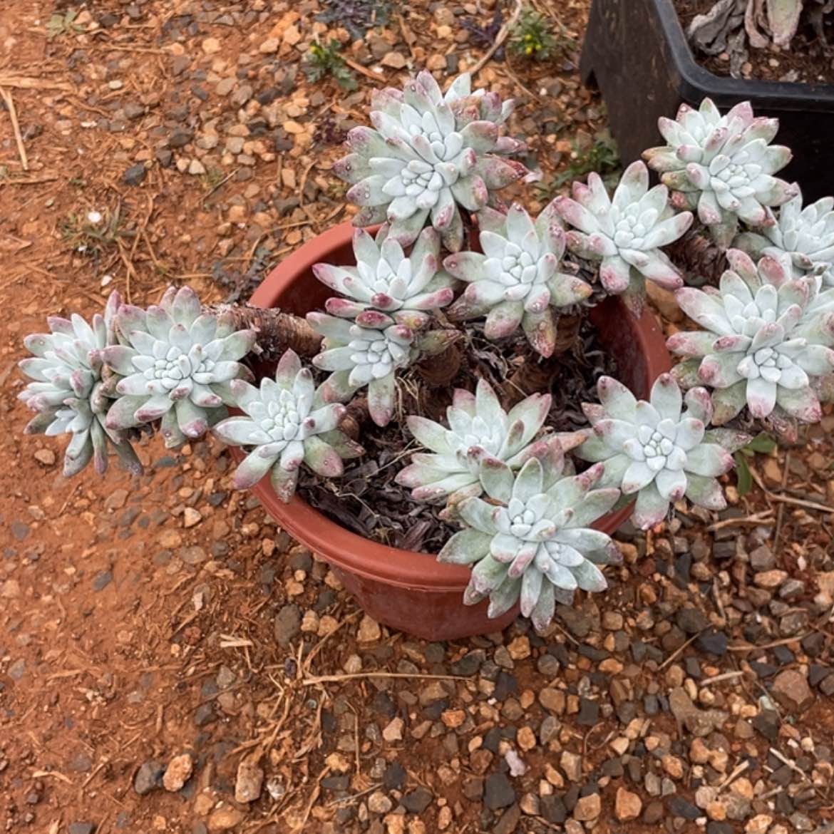 【闪购商品】白姆大老庄