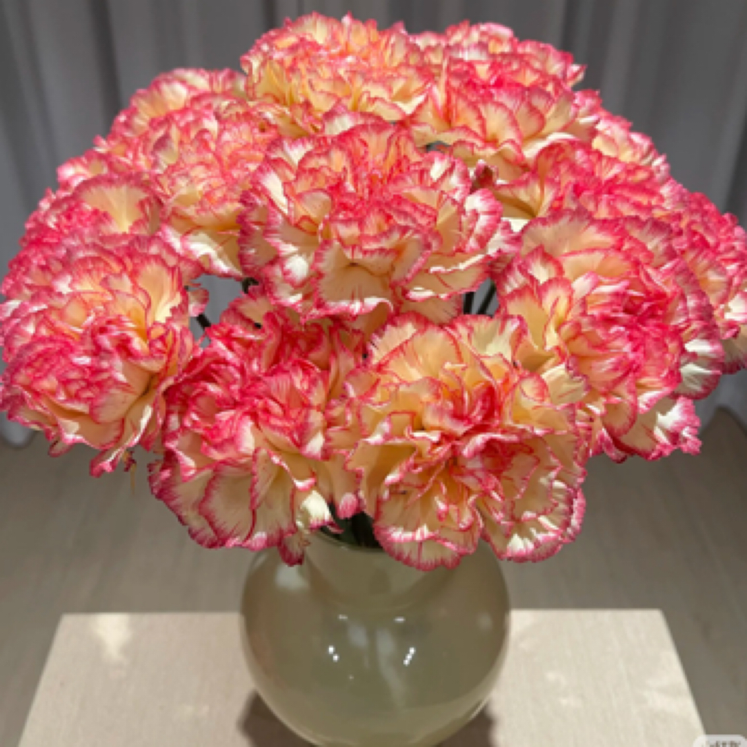 【只发新疆】俏新娘单头康乃馨18支（2支不售后）