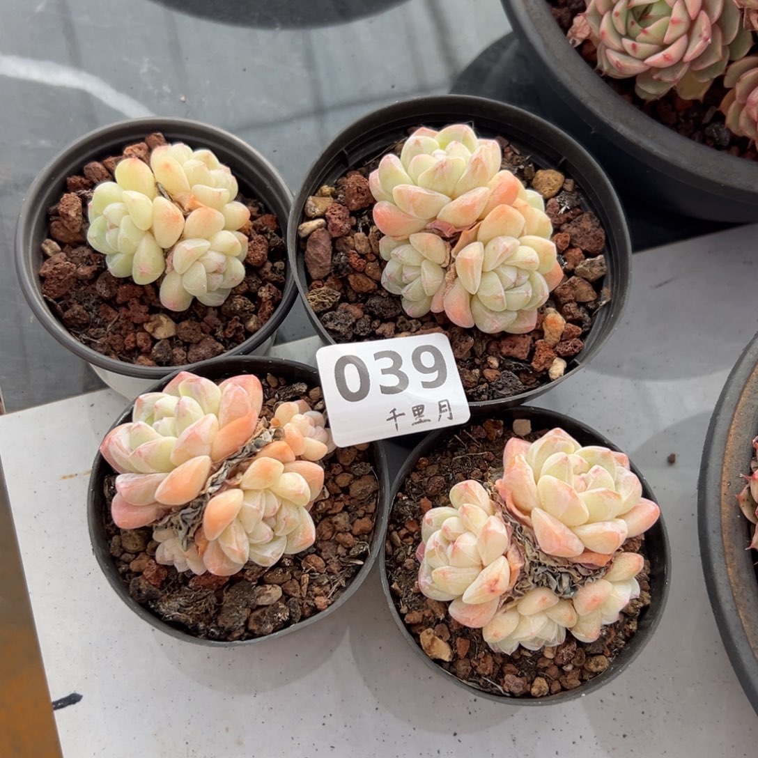 H***y39、或者感谢工程成本吧