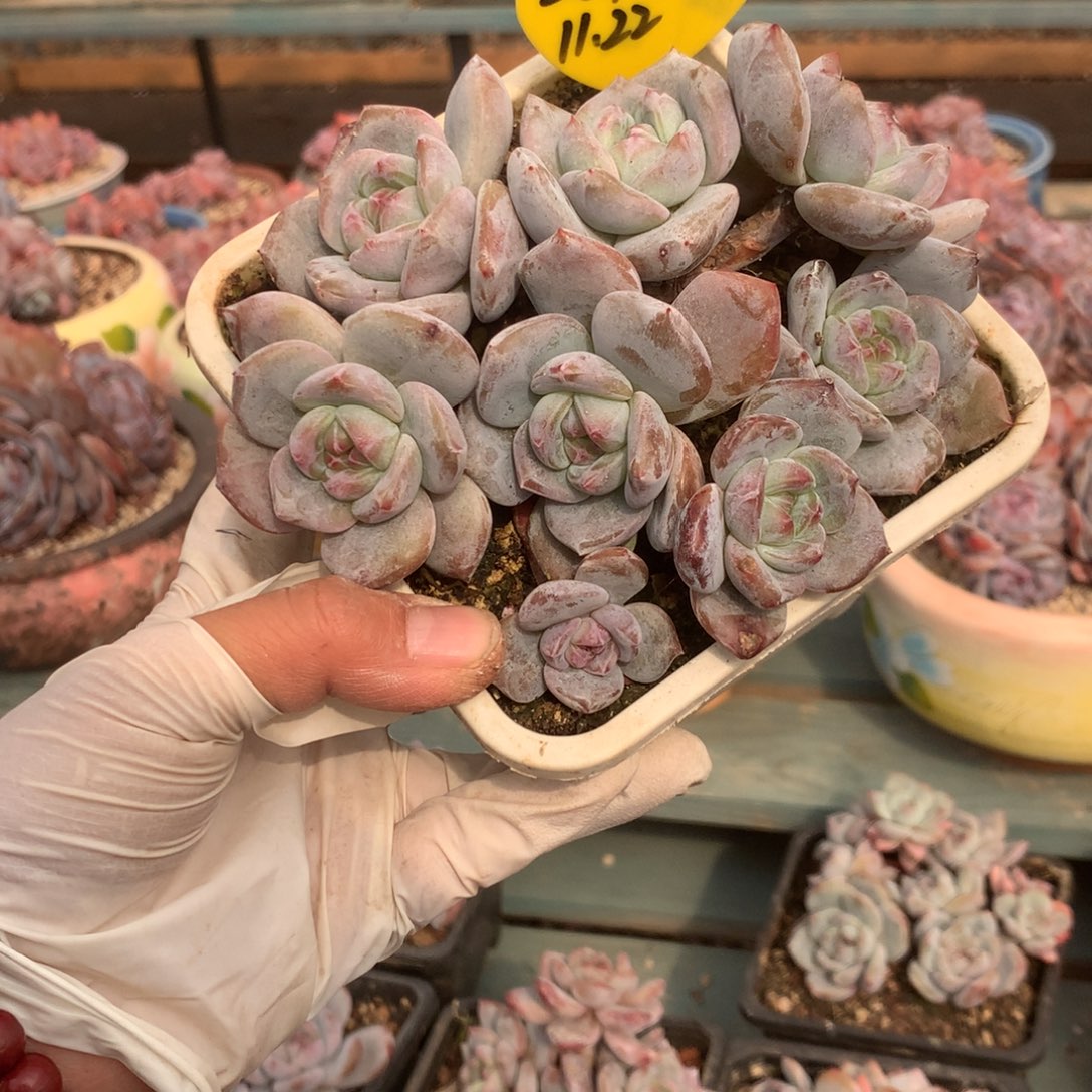 无花朵闪电大笑哈哈哈哈哈哈哈