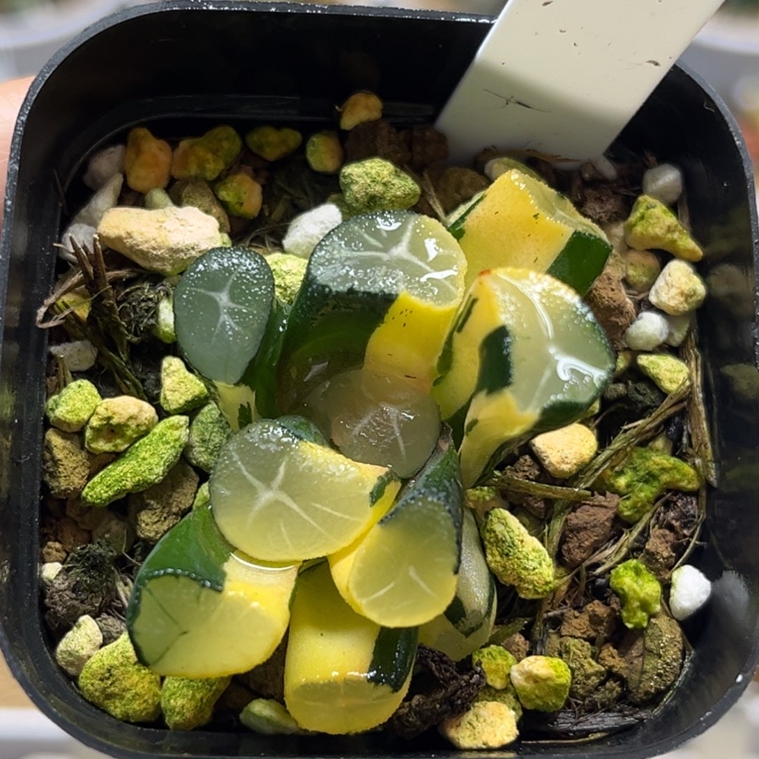 18玉龙万象锦福利专场