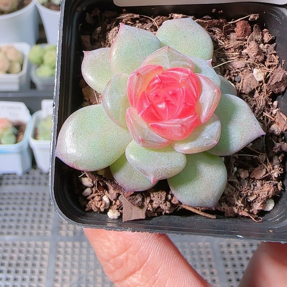 1205-120多肉群生不包整