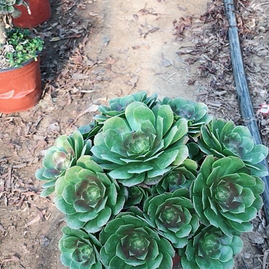 我***起万圣节法师00000057