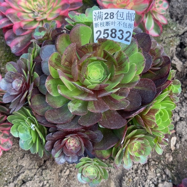 25832花月夜多肉植物