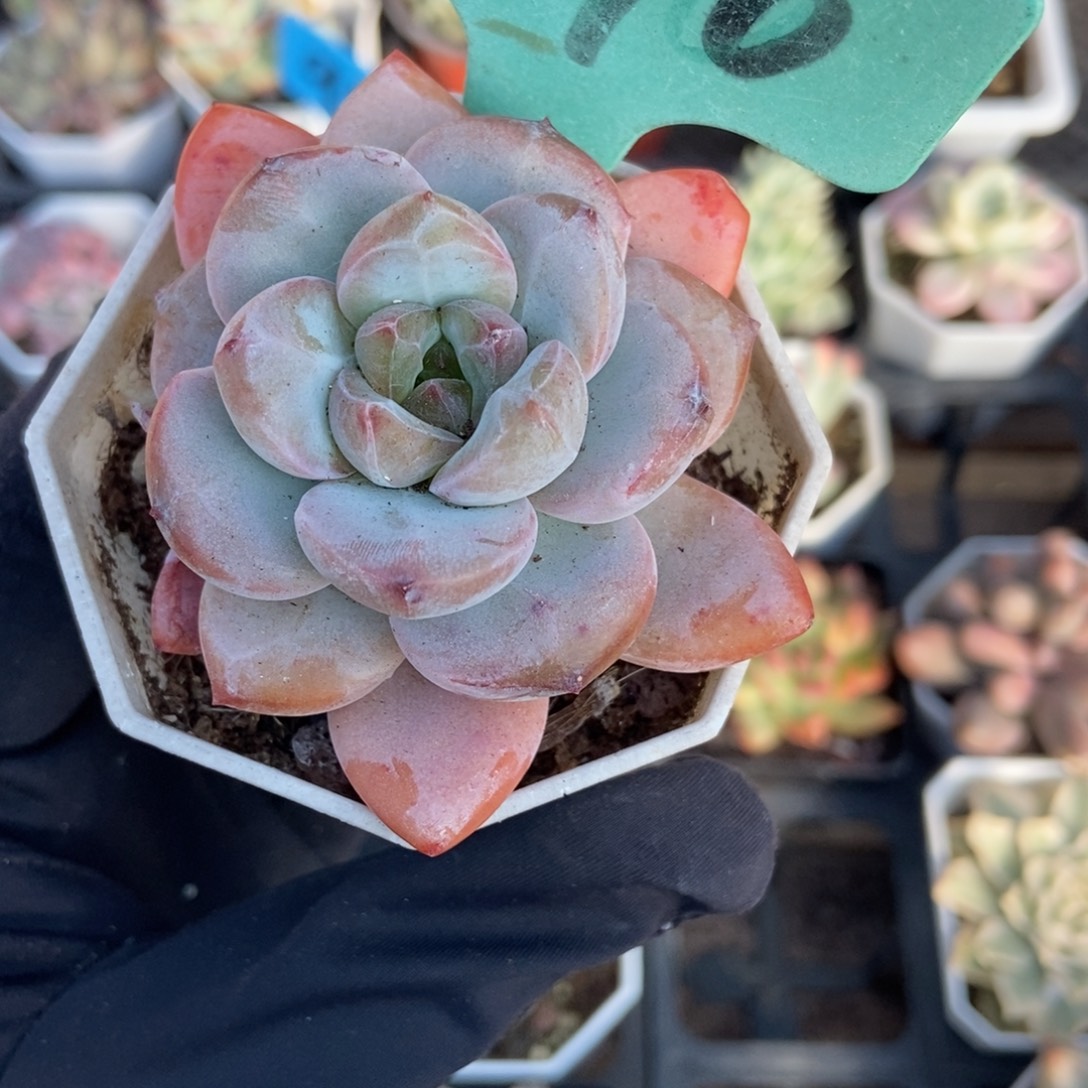 1870星星雪多肉植物多肉