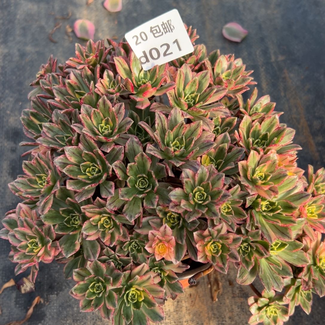 021甜茶，满20包邮