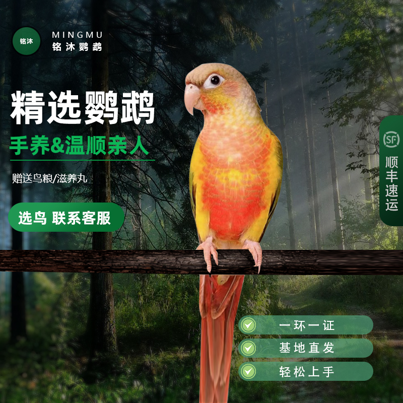 鹦鹉活体幼鸟雏鸟半毛齐毛亲人手养可教说话顺丰包邮